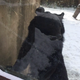 クマが近くに来た！八木山動物園！の画像