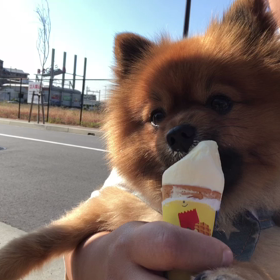 愛犬vsアイスクリームの画像