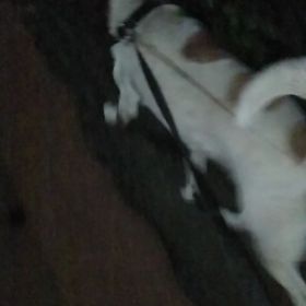 ジャッさんとの日々562の画像