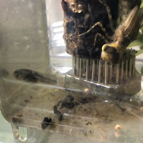 ヤゴ 捕食の瞬間の画像