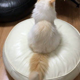 今日は白い気分の画像