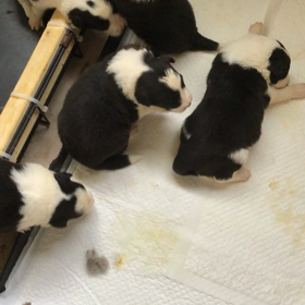 ボーダーコリー  販売中 子犬の画像