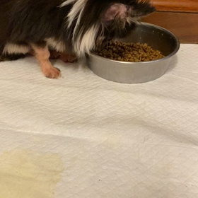 ご飯タイムの画像