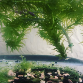 水槽拡大の画像