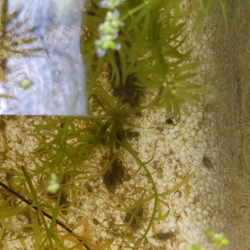 子めだか水槽の画像