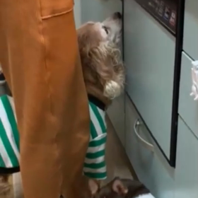 獣医腫瘍科認定医の先生。の画像