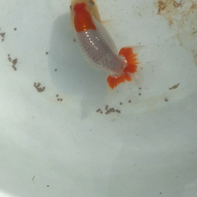魚名「流線型」の画像