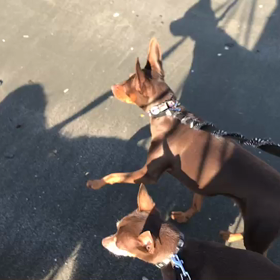 ♪お散歩動画♪お台場海浜公園♪の画像