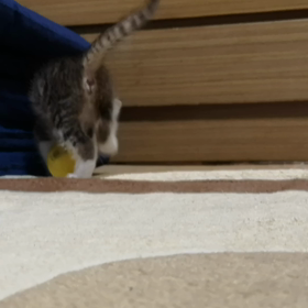 #ぴょんぴょんの画像