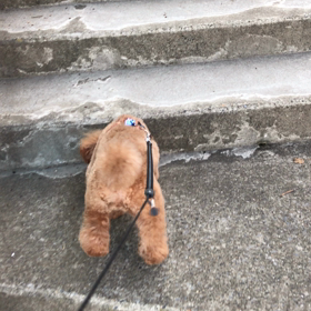 可愛がってあげたら？の画像