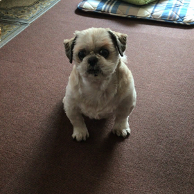 お散歩の誘いの反応の画像