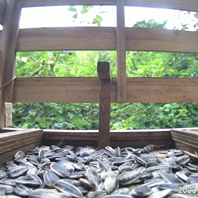 すぎぴたんの事件簿シーズン3　314話（ヤマガラ家族と認定しました）の画像