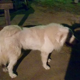 動く、NANA と CoCo♪v(*'-^*)^☆の画像