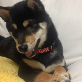 雪日記。の画像