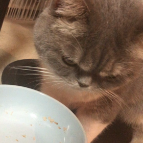 こんばんにゃ。の画像