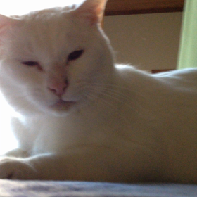 目薬して怒られたの画像