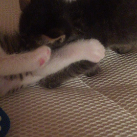 【動画】猫女子レスリングの画像