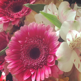 りんごの樹の画像