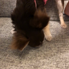 ダニ取りじゃなく。。( *^艸^)♡の画像