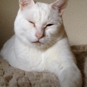 不機嫌ならたさんの画像