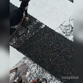 横断歩道んぽの画像