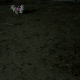 たれ耳ヨーキーのアロハが歩いたの画像