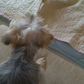 今日のこたろうの画像