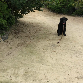 いつもの神社へ散歩の帰り道の画像