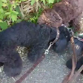 くりたんで～すお散歩nowの画像