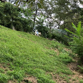 自然の中のドッグランの画像