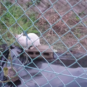 久々の白２号の画像