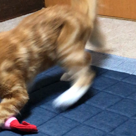 蹴りぐるみの画像