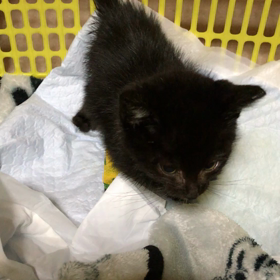 柊くん帰宅の画像