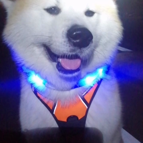 最近、早朝の無駄吠えが多い未来丸‼️とにかく日に日に多くなっているように思う。警戒心と自己欲の画像