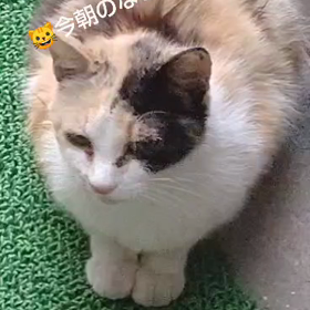 今朝のなづニャン(=^ェ^=)の画像