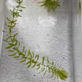 ぴょんぴょんの画像