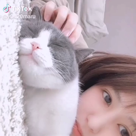 ネコになりたいの画像