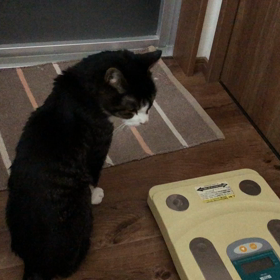 俺様にゃん吉の画像