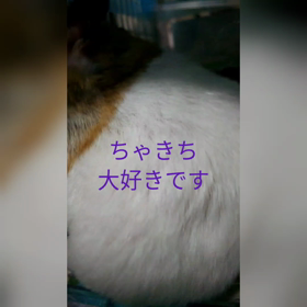 今日は長良川鵜飼い開きの日、夫の免許証取得記念日の画像