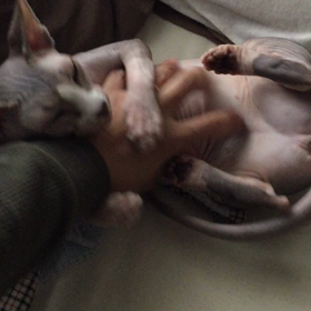 スリスリの画像