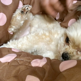 あーちゃんパッカンの画像