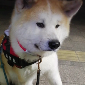 今朝も朝散歩楽しく無事終了しました。の画像