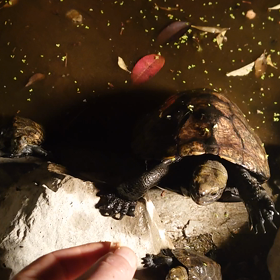 最古参ジャイ子様ご降臨の画像