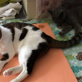 魅惑の尻尾の画像