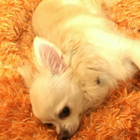 気持ちいい風吹いてるよーの画像