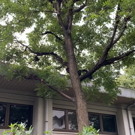 ちょっと上を見て歩いたら❣️の画像