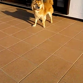 《動画》ダバダバε٩( º∀º )۶зの画像