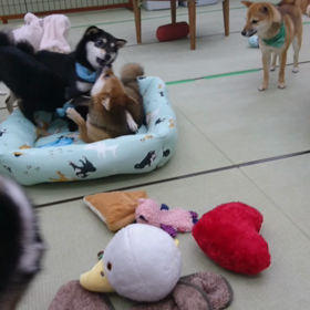 ★ 久しぶりに小豆柴の郷 秋葉原店へ ★の画像