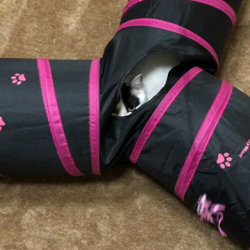 猫も夏バテの画像