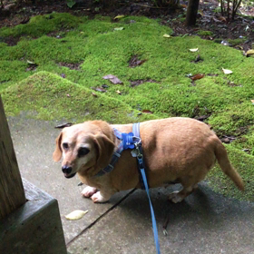 光前寺・ウィリー君動画三点✨の画像